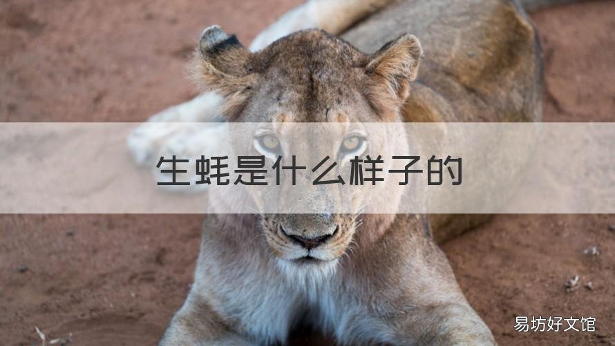 生蚝是什么样子的 生蚝是长什么样的