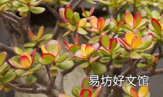 金钱树秋季可以扦插吗 金钱树适合什么时候扦插