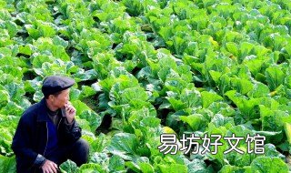 怎样种大白菜 怎样种大白菜,结球要用绳绑吗