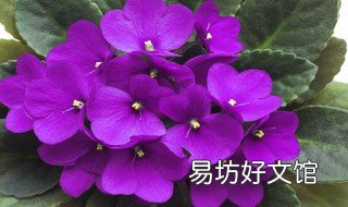 非洲堇有什么传说故事 非洲堇怎么种