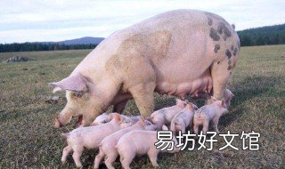 红糖对母猪的危害 母猪经常喂红糖好不好