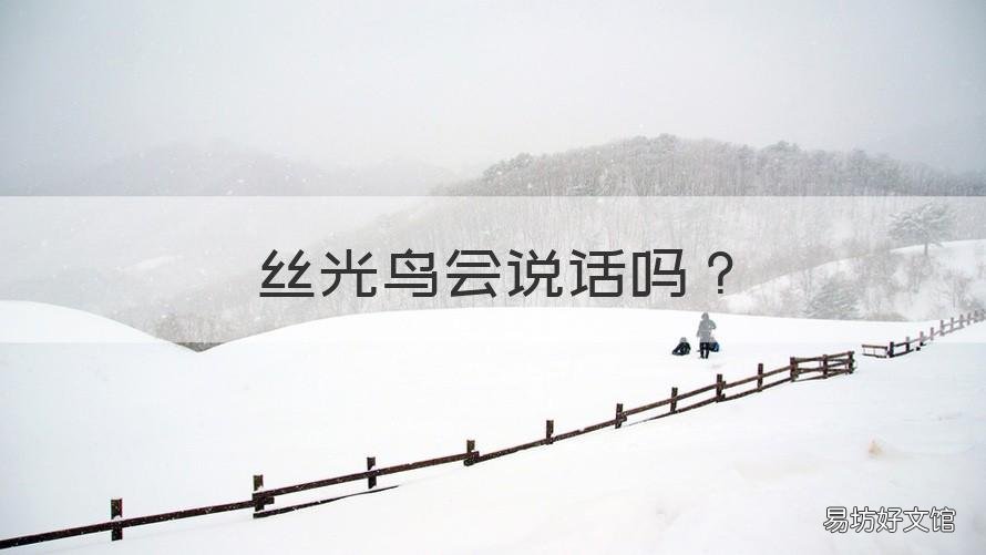 丝光鸟会说话吗 丝光惊鸟会说话吗