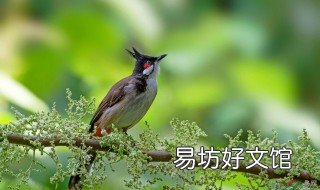 良禽择木而栖下一句 良禽择木而栖下一句是什么