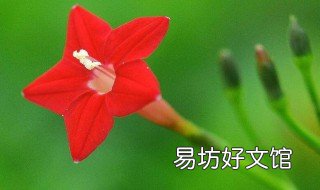 茑萝的花语和寓意 羽叶茑萝的花语是什么