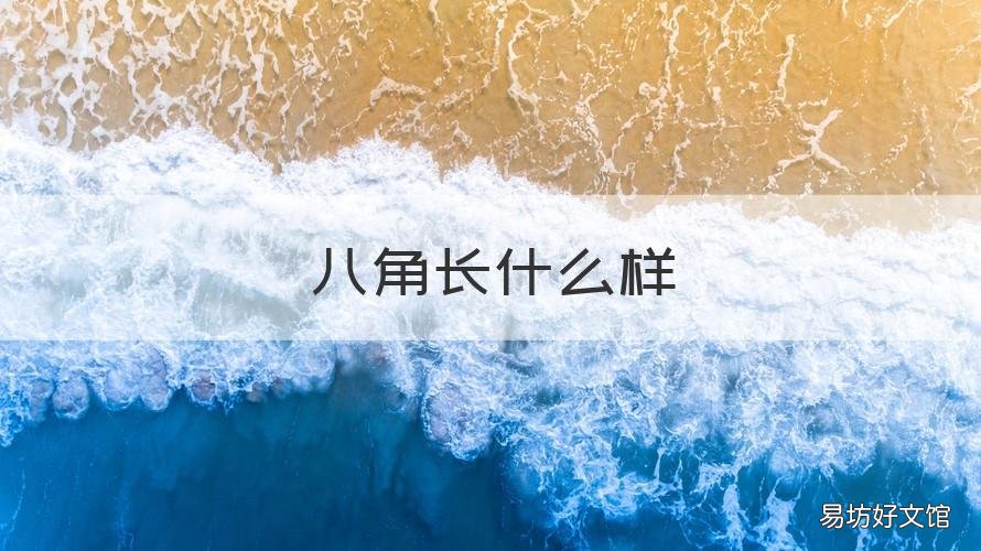 八角长什么样 八角长啥样