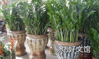金钱树适合送给什么人 金钱树适合送人吗
