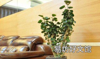 钱多多树怎么养殖 钱多多树养殖方法