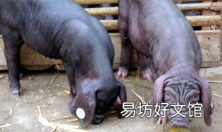 母猪吃鸡蛋的好处 老母猪吃鸡蛋有什么好处