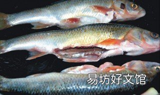 大头星鱼做法 大头星鱼做法大全图解