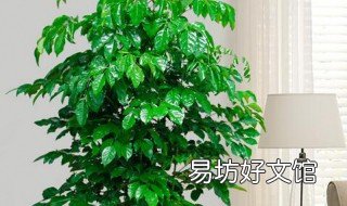 幸福树长什么样 幸福树长啥样