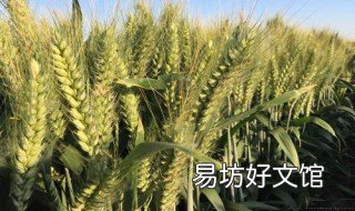 什么麦种高产又矮抗倒 什么麦种抗倒伏又高产