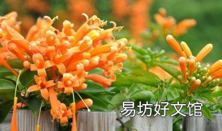 炮仗花的花语和寓意 炮仗花的寓意象征