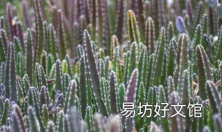 什么品种仙人柱好 什么品种仙人柱好养活