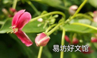 使君子有什么传说故事 使君子有什么传说故事嘛