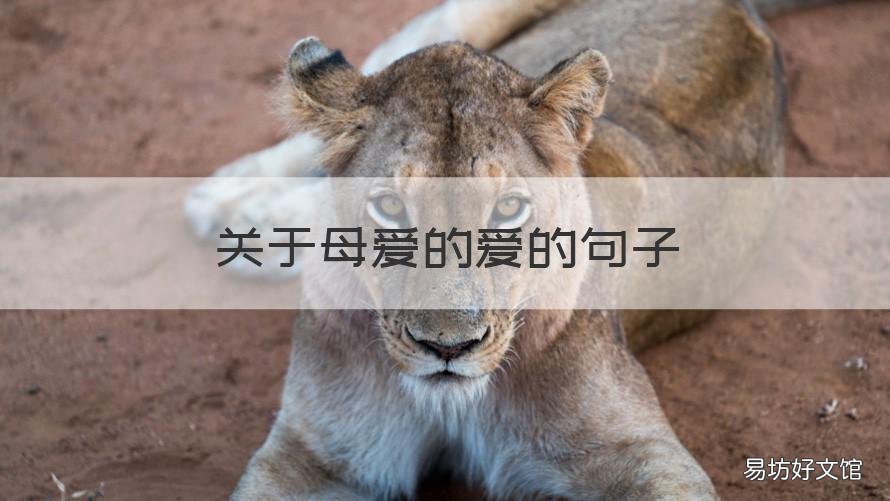 关于母爱的爱的句子 有哪些关于母爱的句子