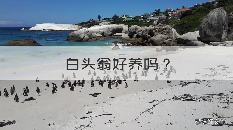 白头翁好养吗 家里养白头翁好不好