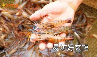 稻田养罗氏沼虾养殖技术 罗氏沼虾室内养殖技术