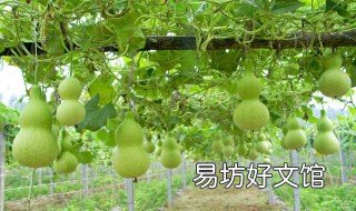 小葫芦种植方法 小葫芦的种植方法
