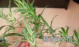 吊兰怎样移栽 吊兰怎样移栽才能活