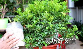 米兰的花语和寓意 米兰花象征着什么含义