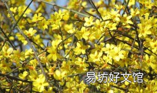 迎春花秋季能栽培吗 迎春花冬天可以种吗