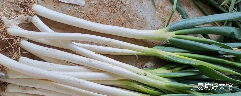 大葱几月份收获 大葱哪个季节收获