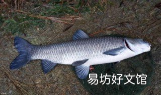 钓鱼秘籍 钓鱼秘籍图片搞笑