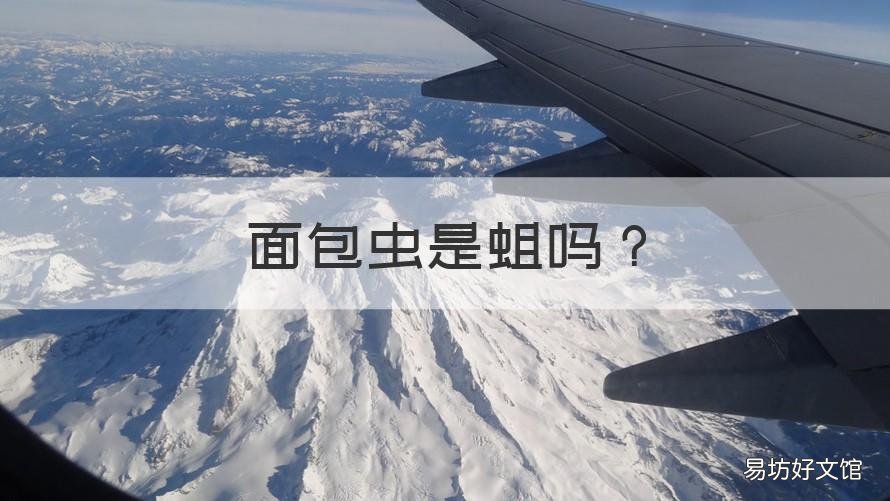 面包虫是蛆吗 面包虫与蛆