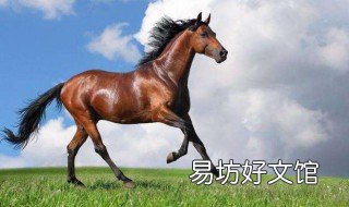 属马女的性格 属马女的性格和优缺点