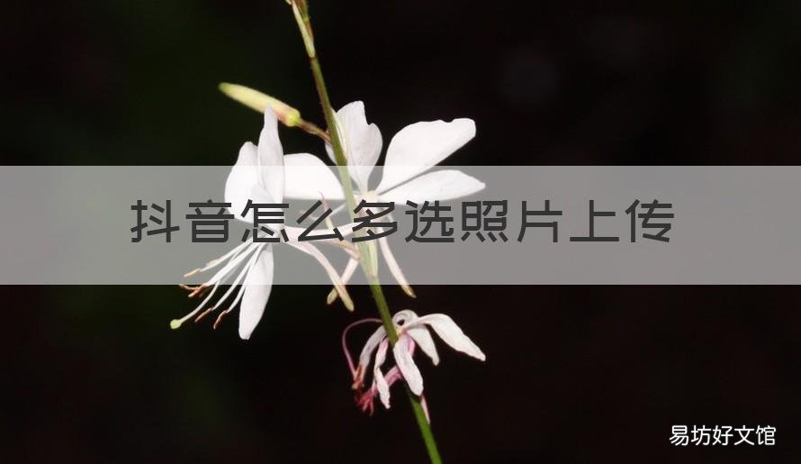 抖音怎么多选照片上传 抖音怎么多选照片上传图片