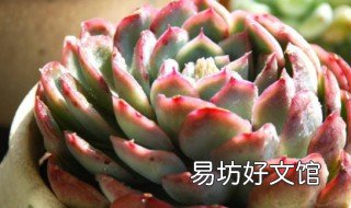 灿烂多肉用什么肥 灿烂多肉用什么肥料最好