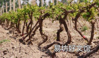 土壤碱性特点 土壤碱性特点是什么
