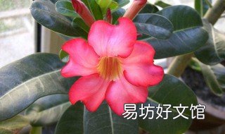 沙漠玫瑰秋季的养殖方法 沙漠玫瑰秋季如何养护