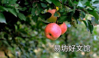 秋天的果实叫什么 秋天的果实又叫什么