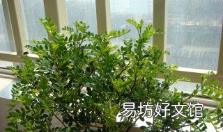 胡椒木和清香木哪个好养