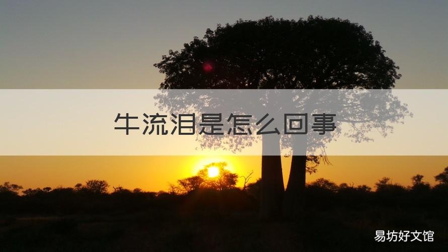 牛流泪是怎么回事 牛会流眼泪是怎么了
