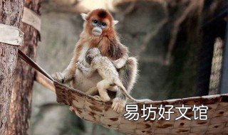哺乳动物的特征 哺乳动物的特征八上生物