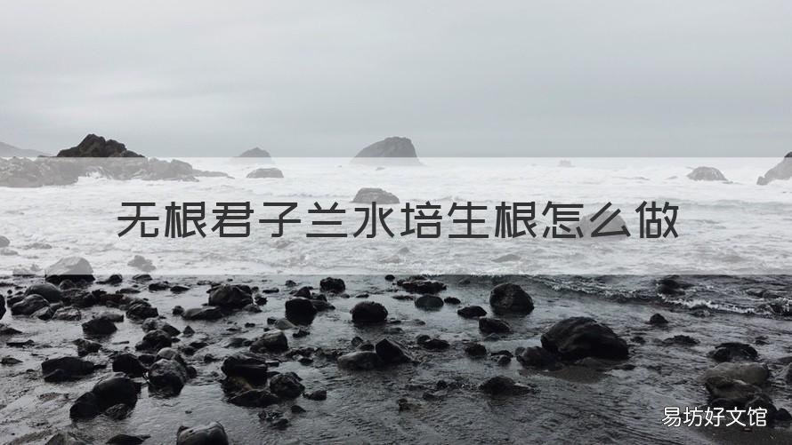 无根君子兰水培生根怎么做 君子兰能水培根吗