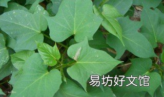 红薯叶怎么吃最好 红薯叶怎么吃最好减肥