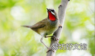 红点颏增红方法 红点颏如何保持自然红