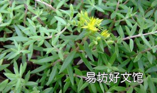 真正治肝病的垂盆草是什么样子的 垂盆草护肝吗