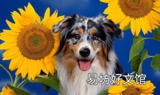 狗狗特别喜欢我怎么办 太喜欢自家狗狗了怎么办