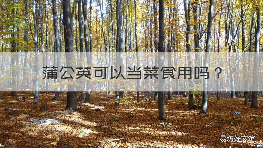 蒲公英可以当菜食用吗 蒲公英能不能当菜吃