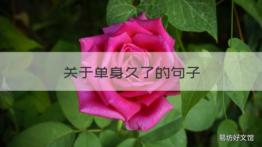 关于单身久了的句子 关于单身的句子简短