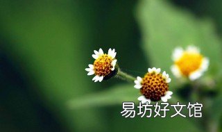 高血压偏方鬼针草 鬼针草治高血压的用法用量