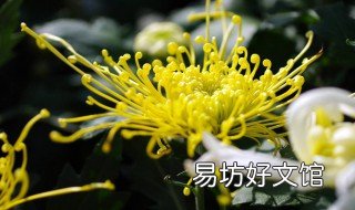 菊花拍照技巧 菊花怎么拍人像