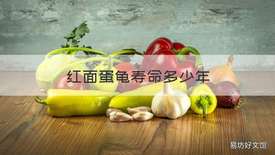 红面蛋龟寿命多少年 红面蛋龟多少年成熟