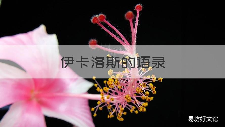 伊卡洛斯的语录 伊卡洛斯语录日文