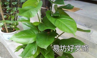 一个绿萝七个鬼 一个绿萝七个鬼,家里这三个地方