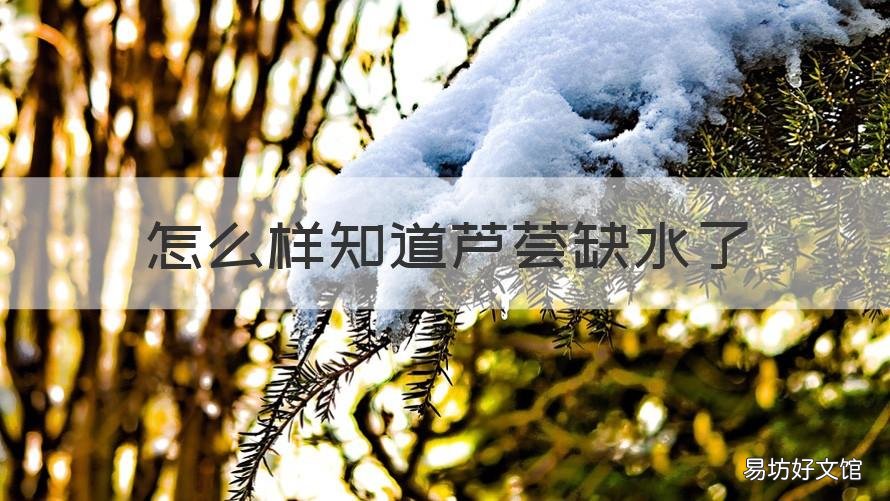 怎么样知道芦荟缺水了 芦荟长得不好怎么救